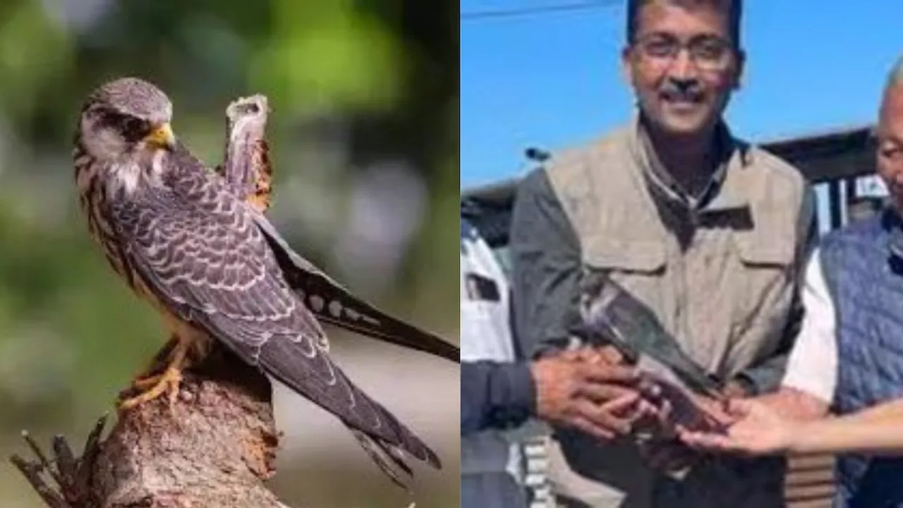 Amur falcon