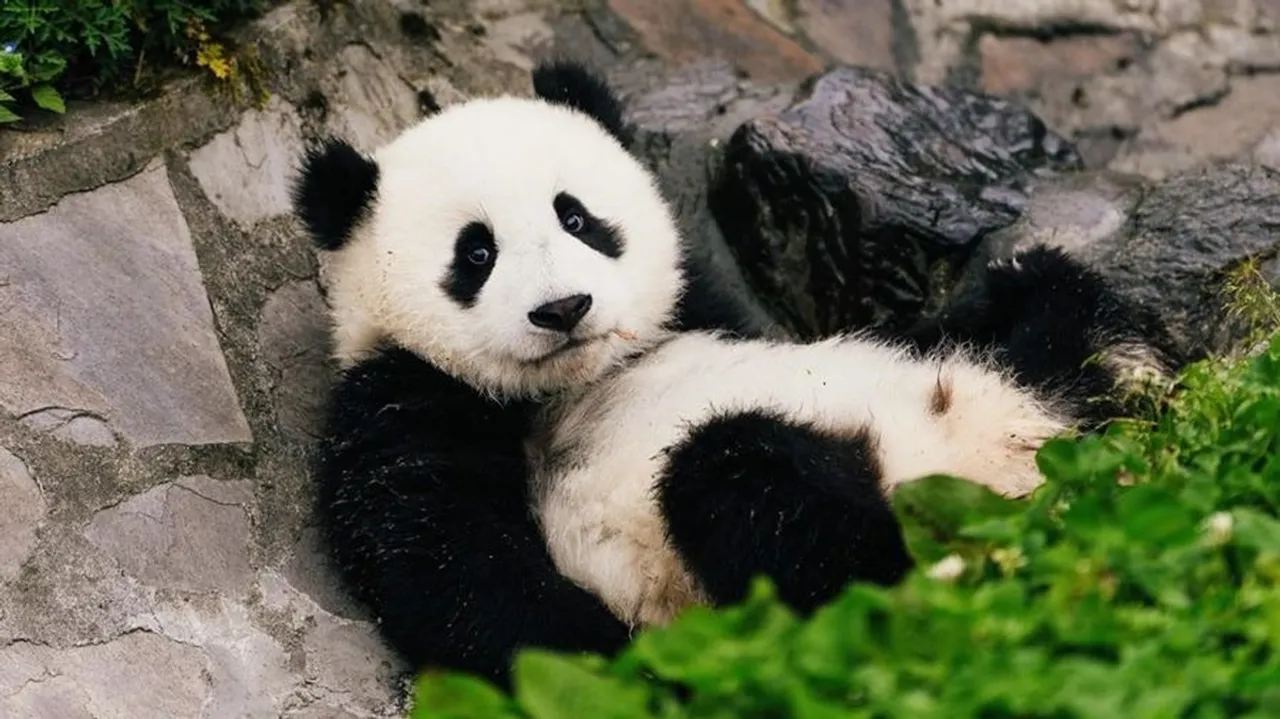cuddly giant Pandas