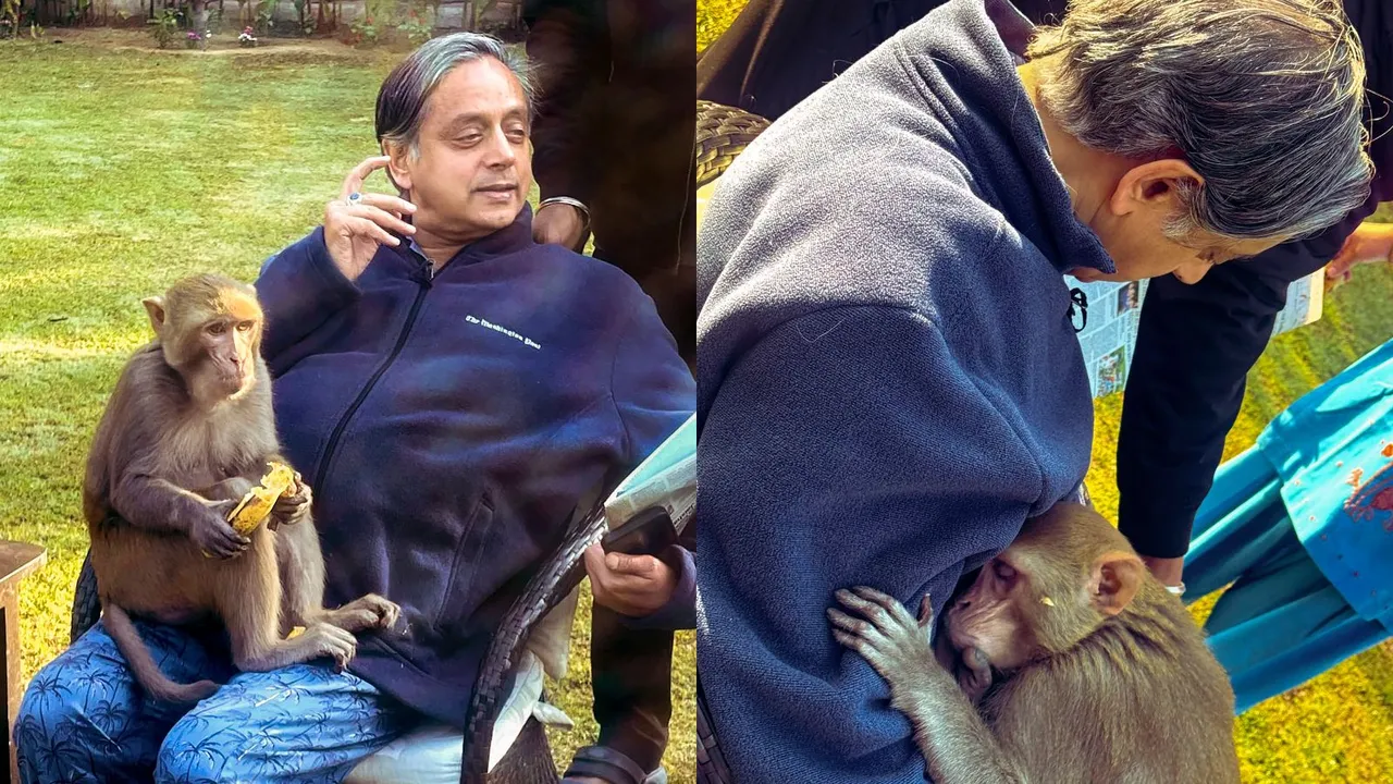 Congress leader Shashi Tharoor with a monkey on his lap in New Delhi