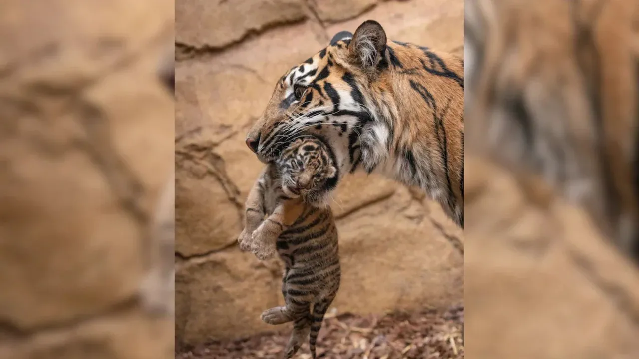 Bengal Safari Cubs Death