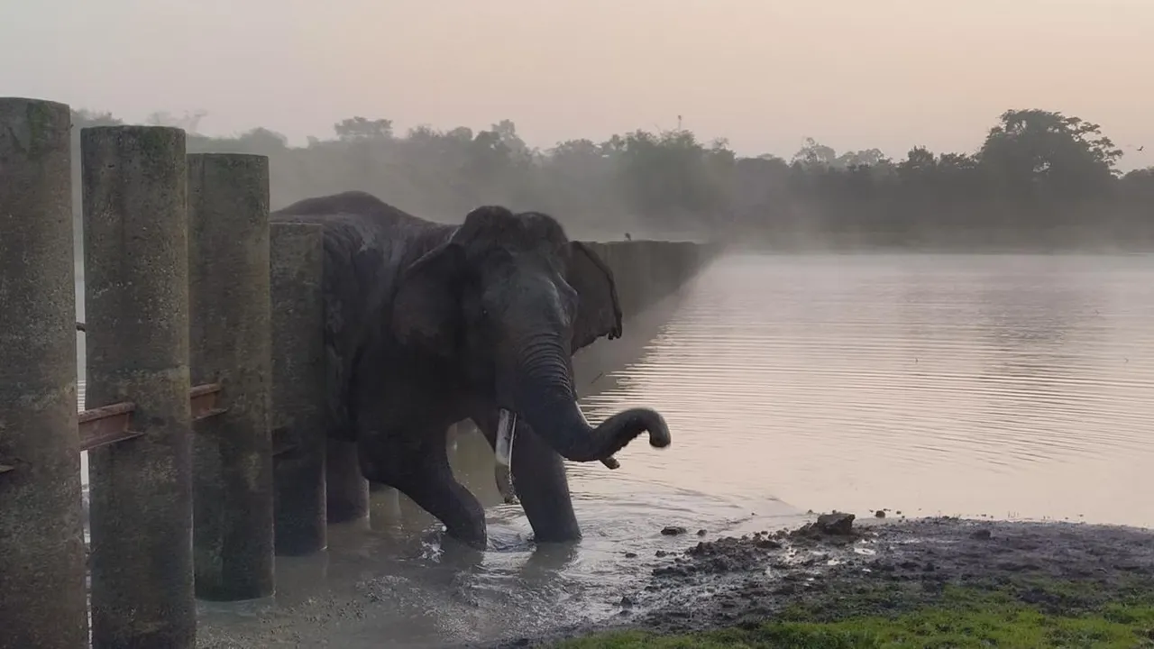 Elephant rescue Mysuru