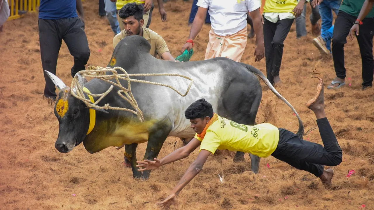 Jallikattu Madurai