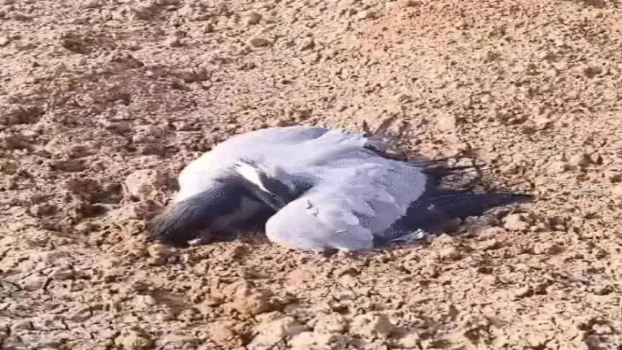 Bird flu: Jaisalmer steps up efforts to protect Great Indian Bustards