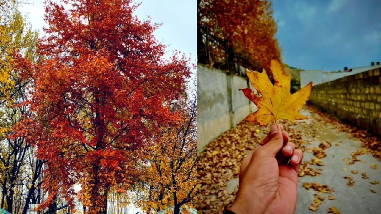 Kashmir chinar trees