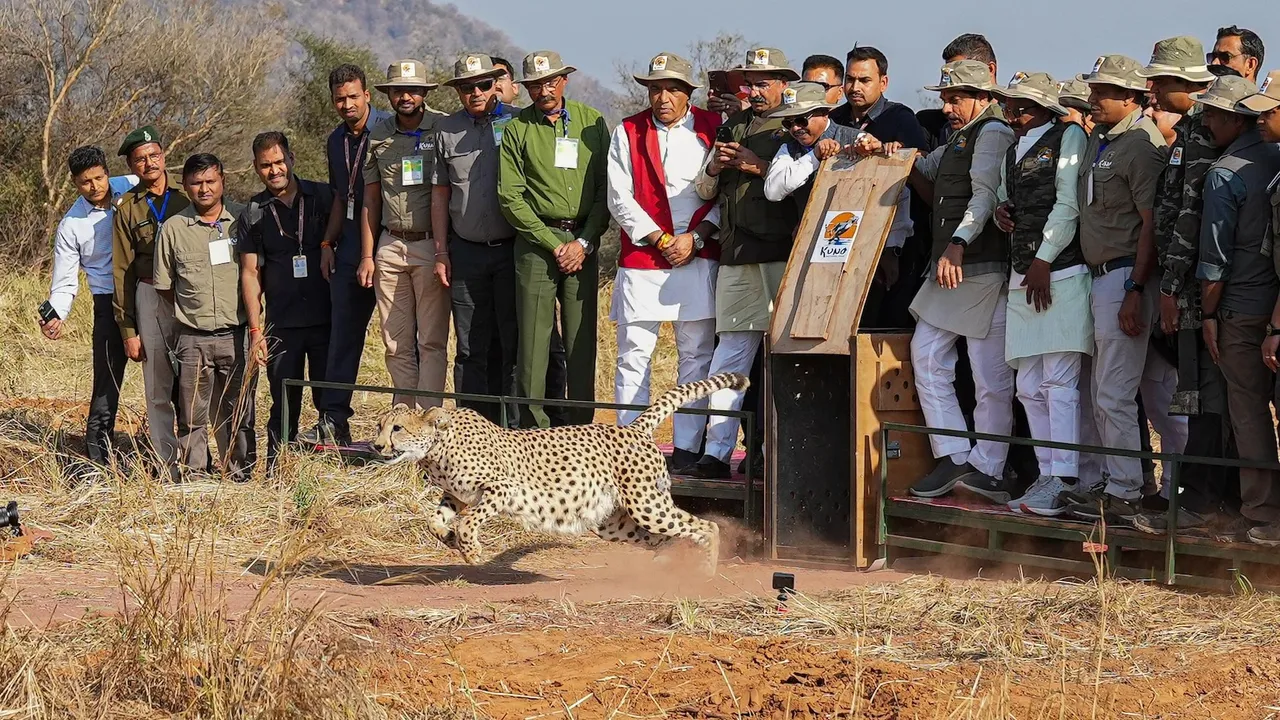 Madhya Pradesh Chief Minister Mohan Yadav releases cheetahs into the Kuno National Park on Wednesday, Feb 5, 2025.