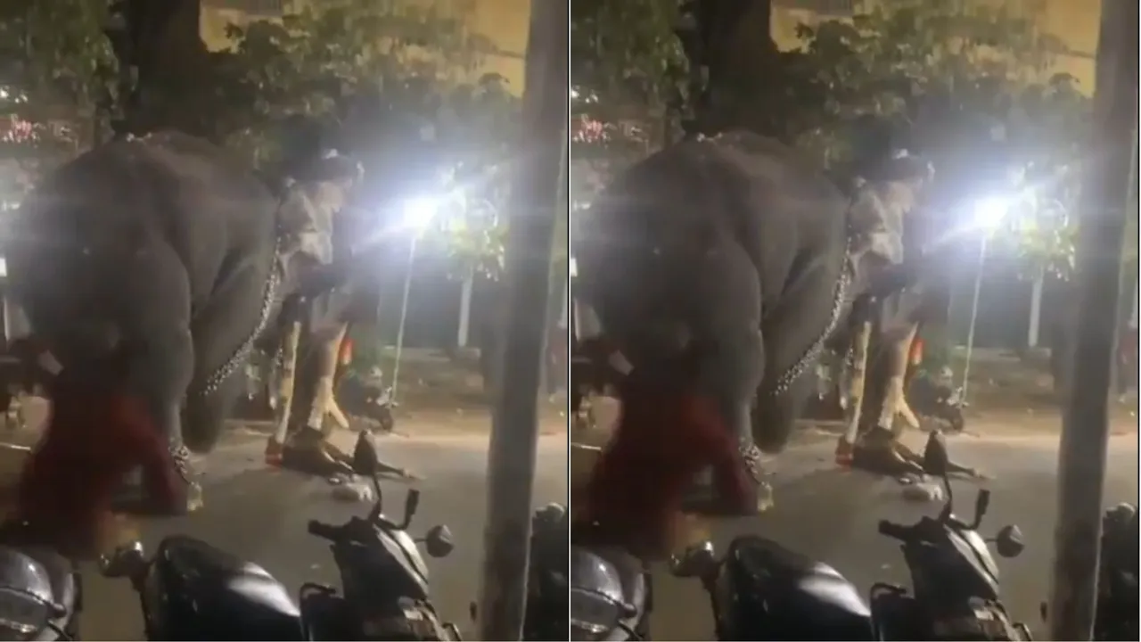 Elephant Kalapakad 