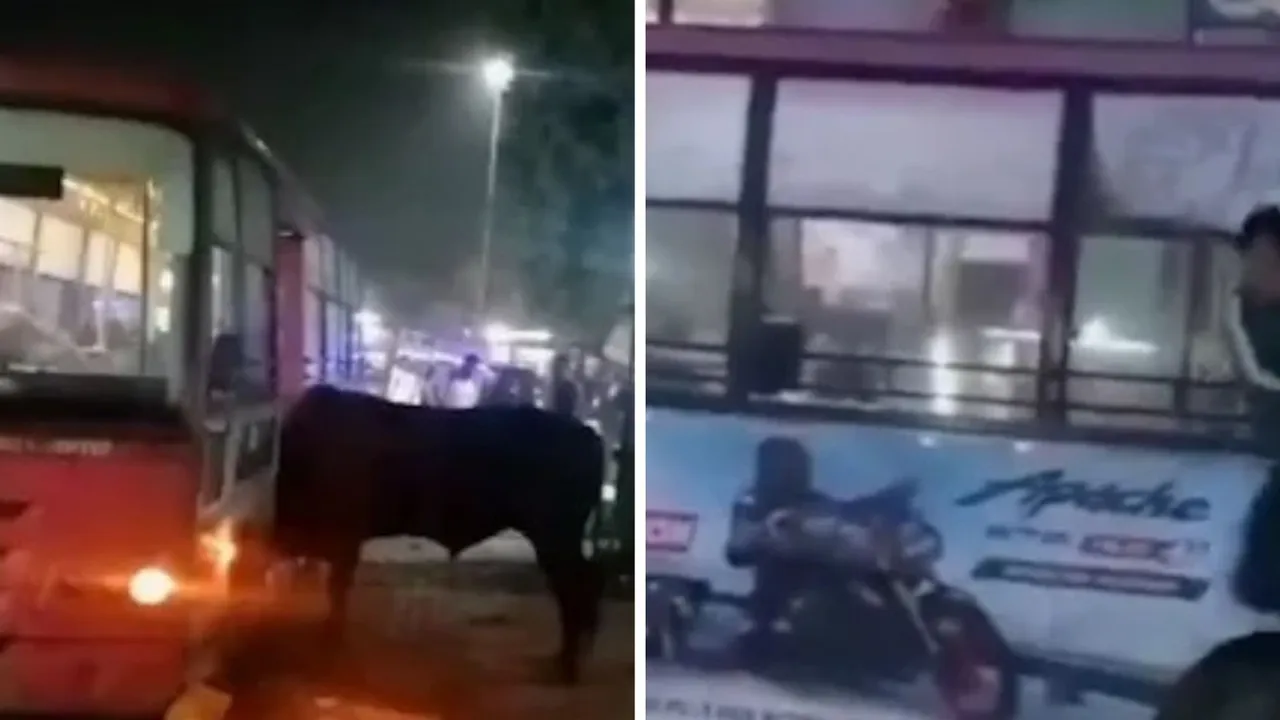 Jaipur Bull Video