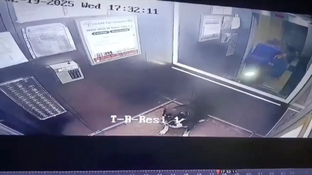 Gaur city dog lift video