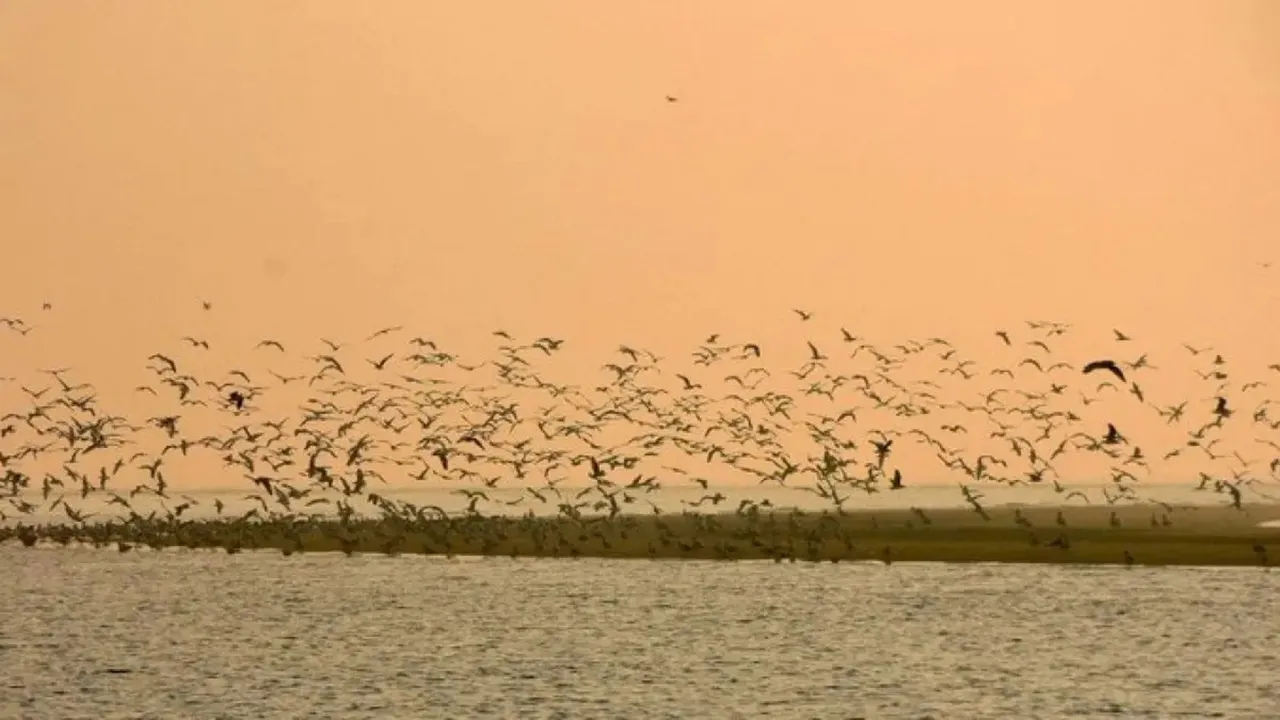 Bhitarkanika Birds Bhitarkanika National Park Migratory Birds