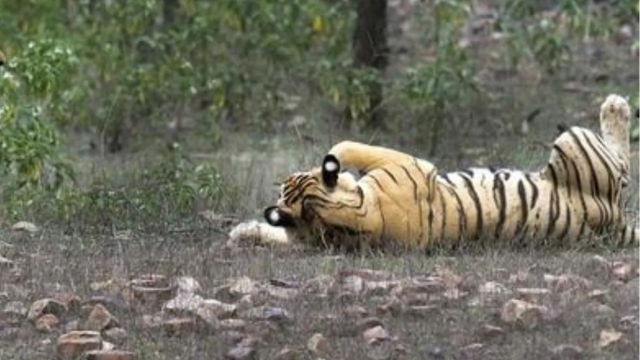 Tigress image