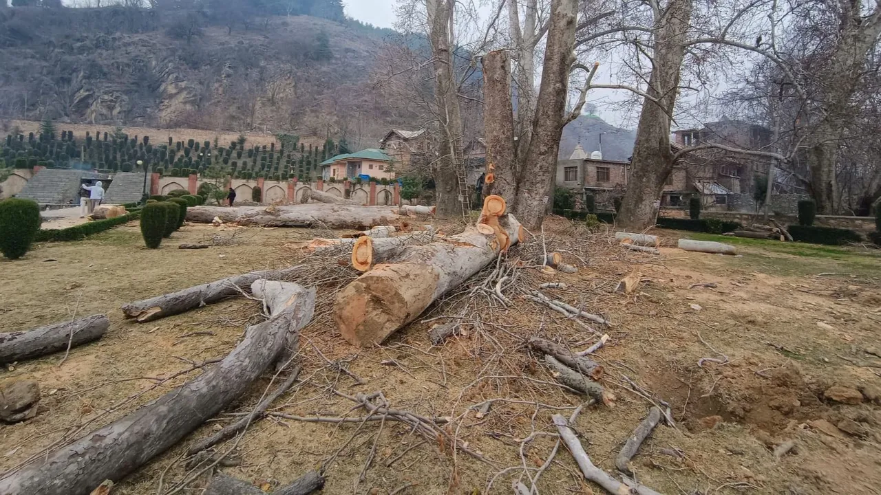 Chinar Trees Cutting Anantnag