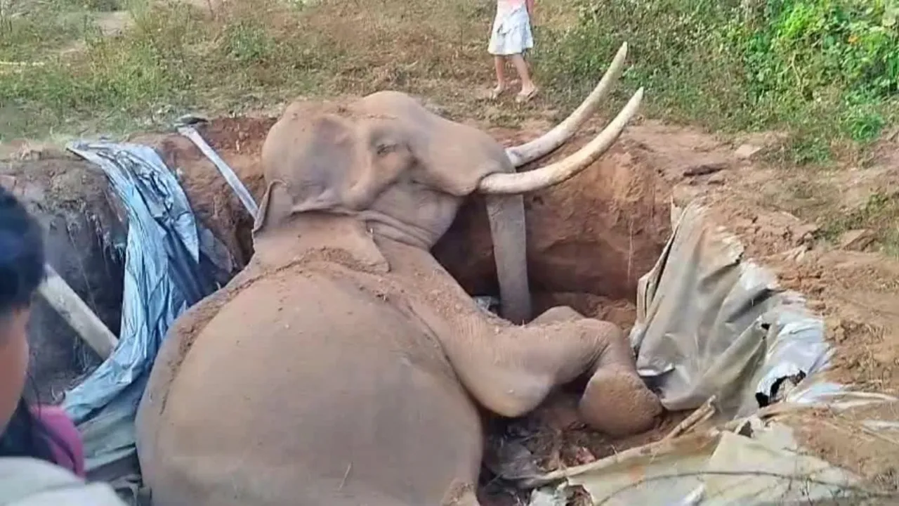 Aged tusker in Mallapuram image