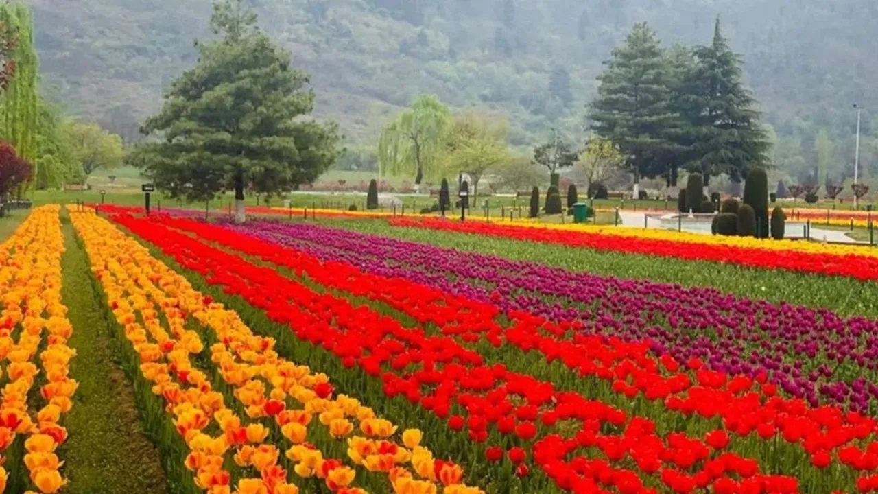Tulip garden Srinagar