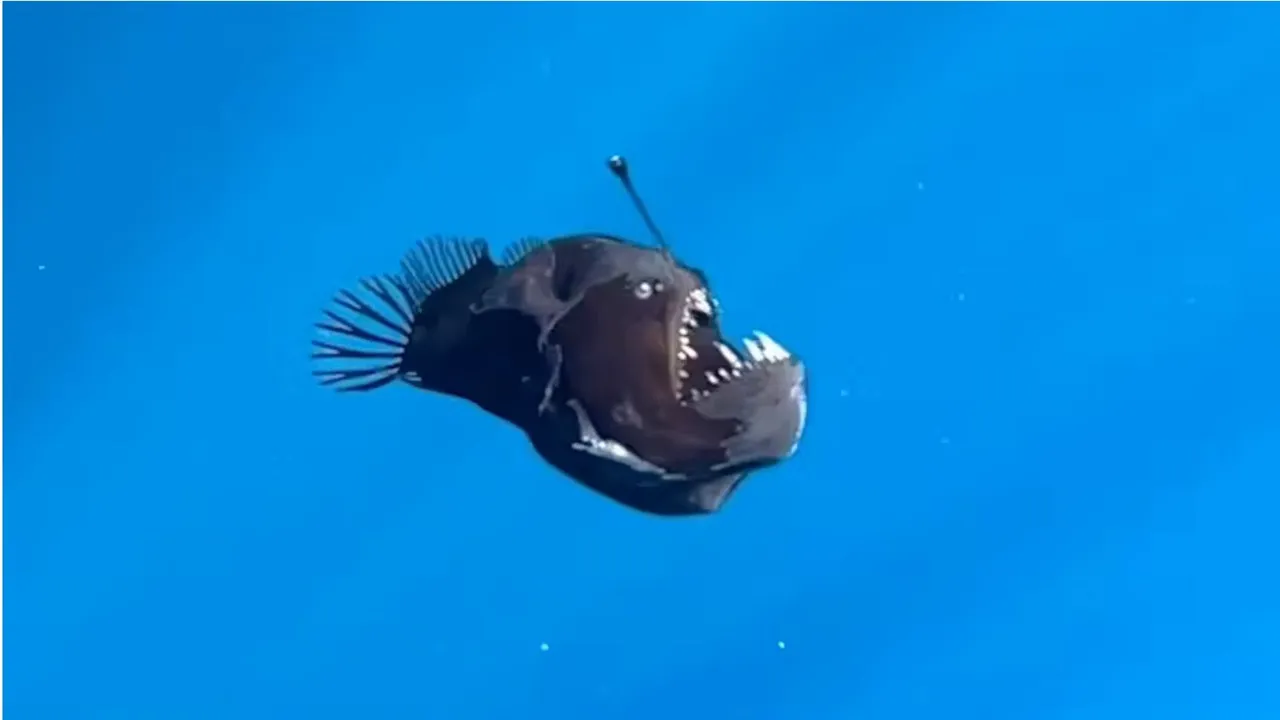 Icarus fish image
