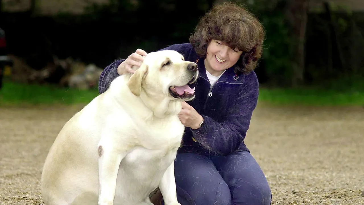 Labradors and humans