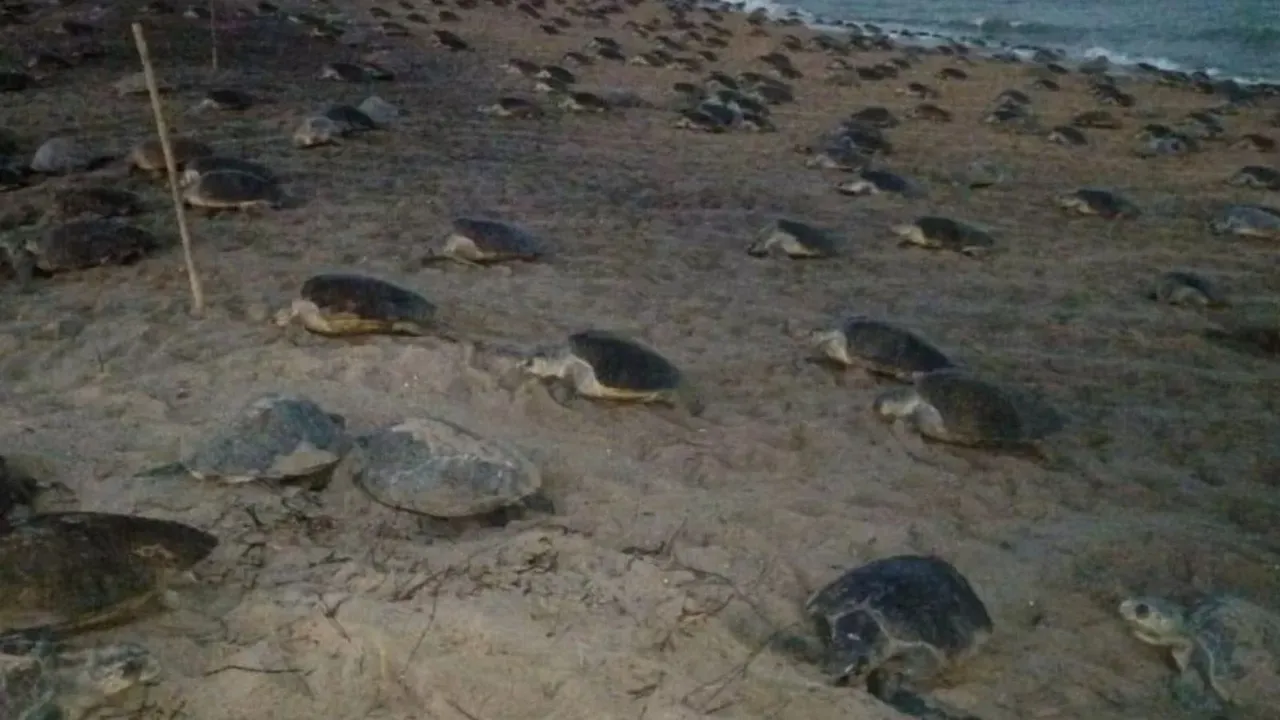 Ridley turtles image