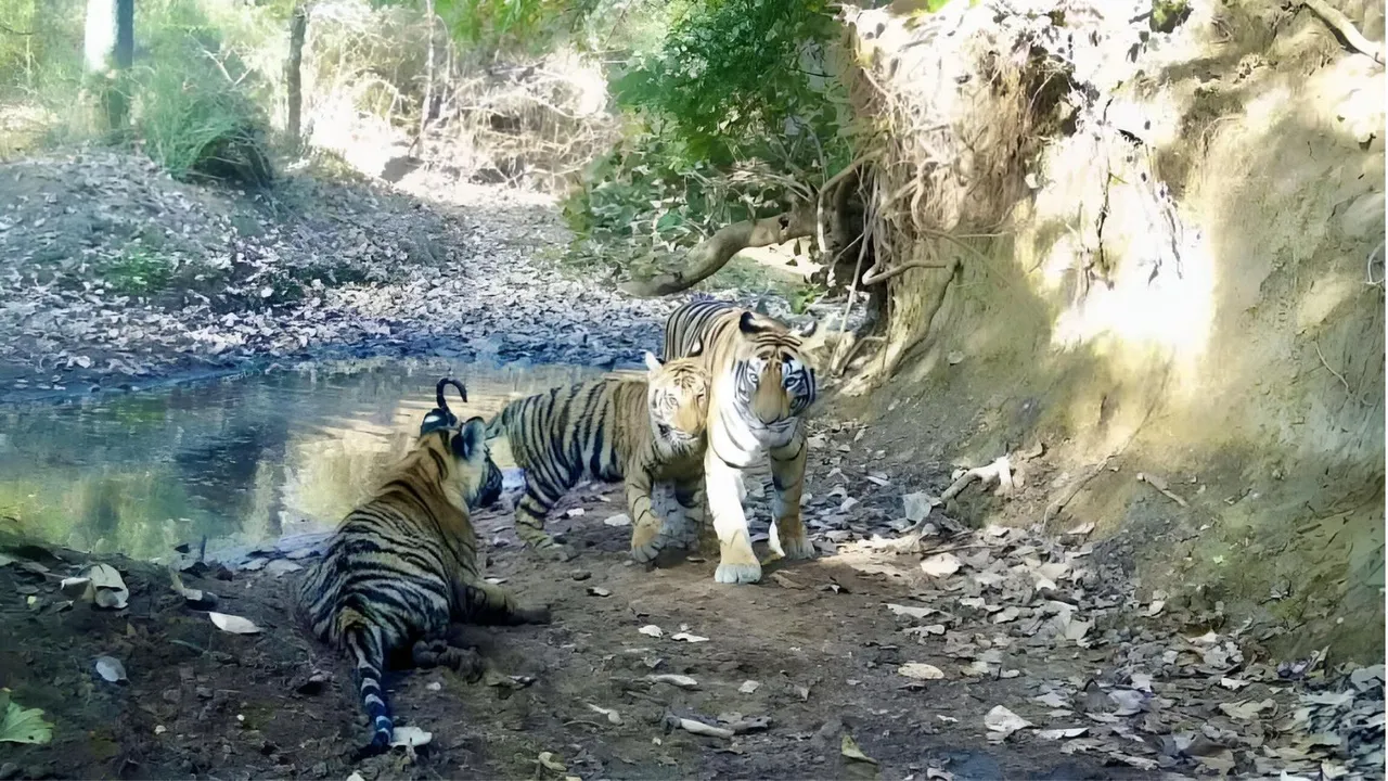 Tigers image 2