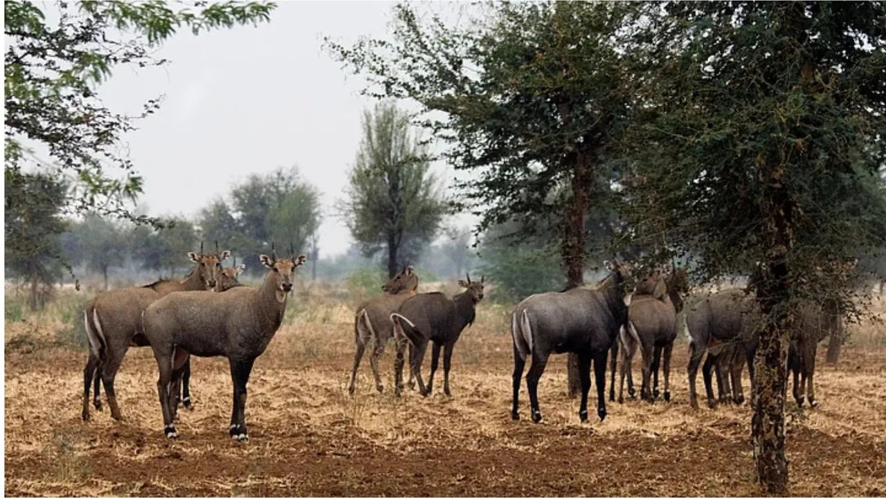 Nilgais in Bihar image