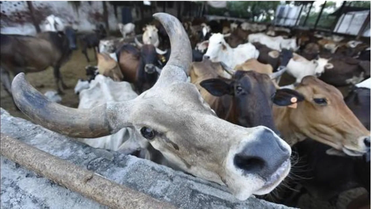 Cattle preservation image