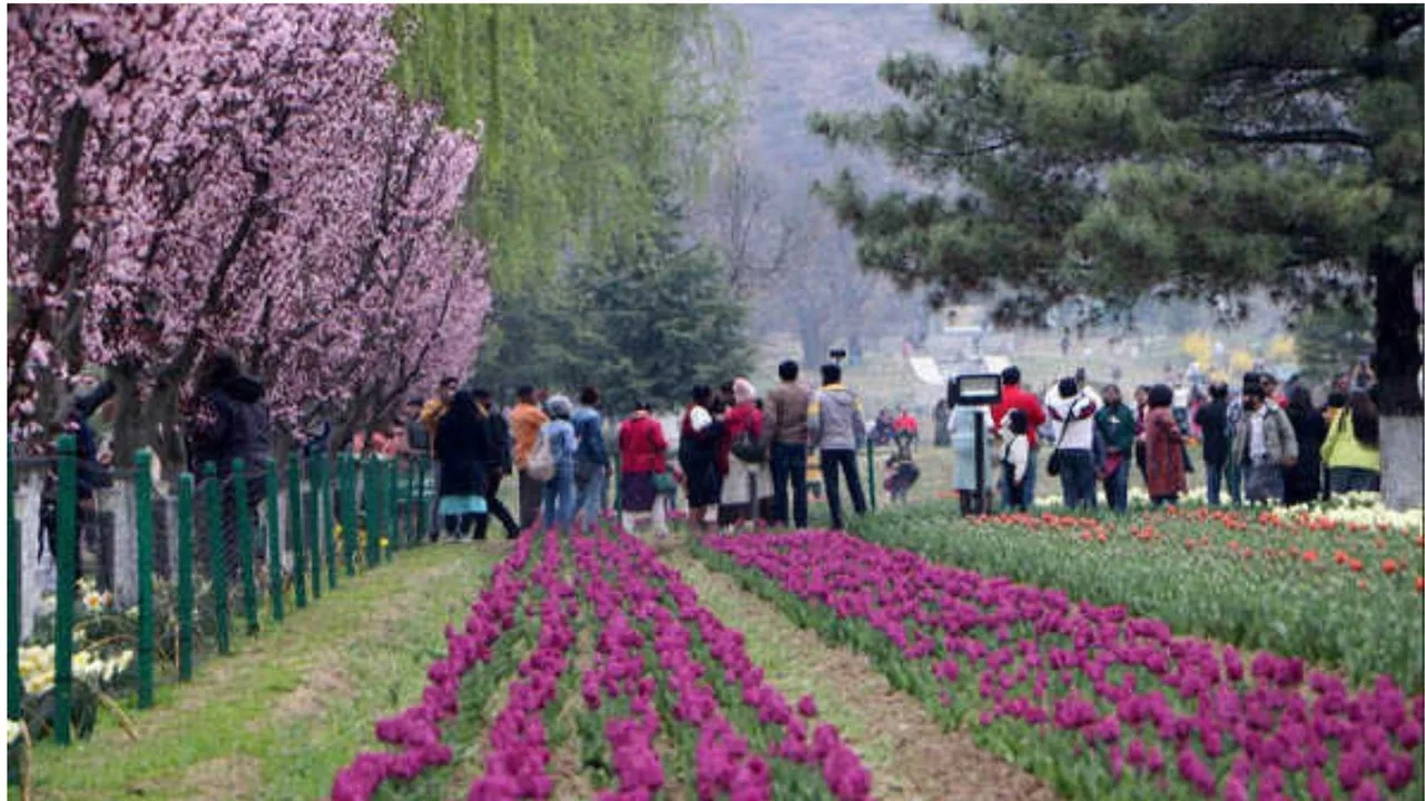 Tulip garden in Jammu and Kashmir