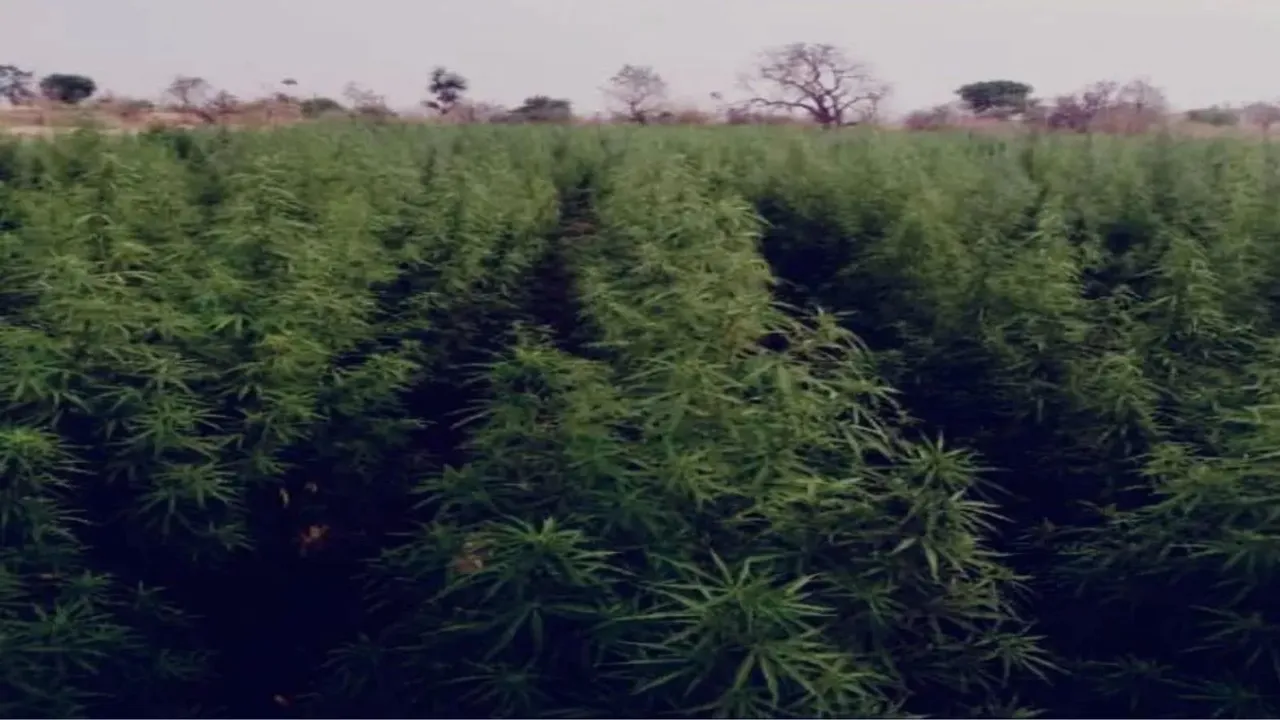 Cannabis destroyed in DHule