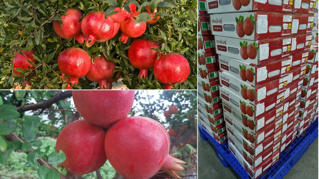 Pomegranate Export