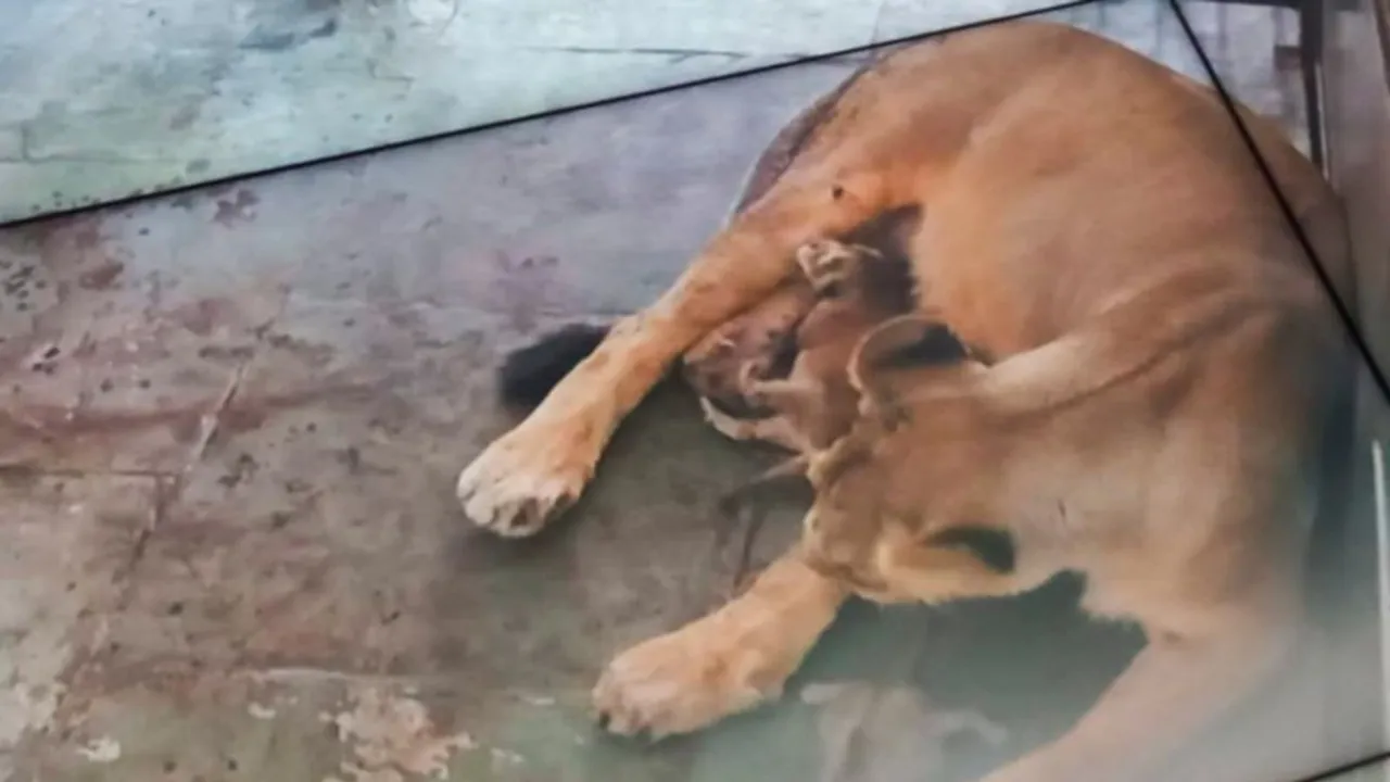 Asiatic lioness in Delhi zoo