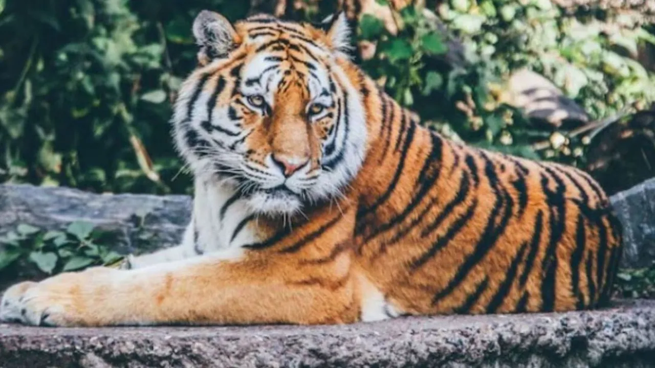 Tigress dies due to bird flu outbreak in UP