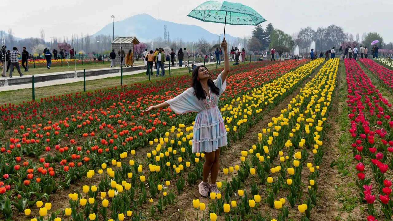 Tulip garden image 