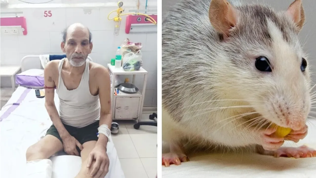 Rat bites toe of patient in Bihar hospital