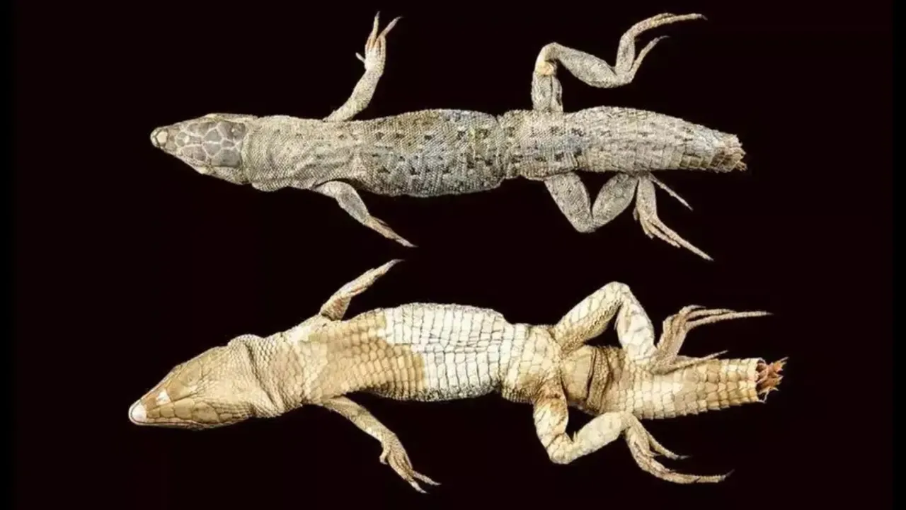Persian Long-Tailed Desert Lizard