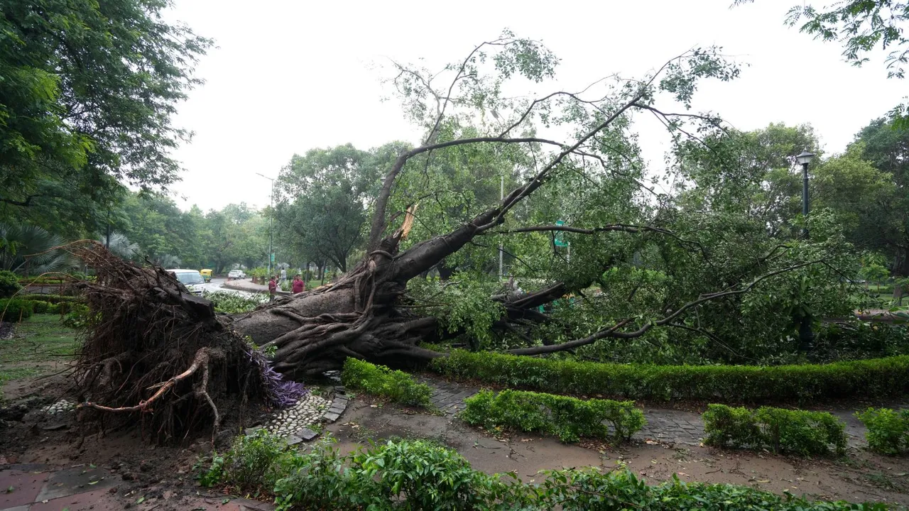 Trees uprooted after strong winds and rainfall, in New Delhi.