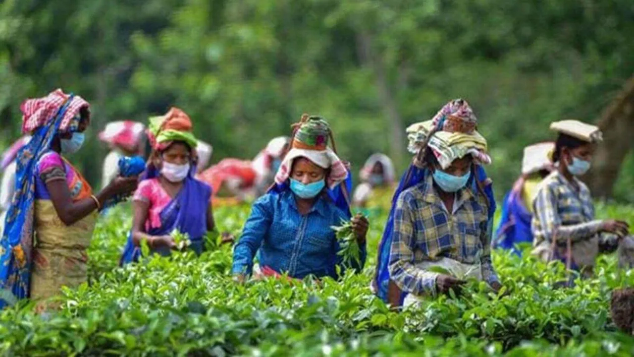 Indian tea export 