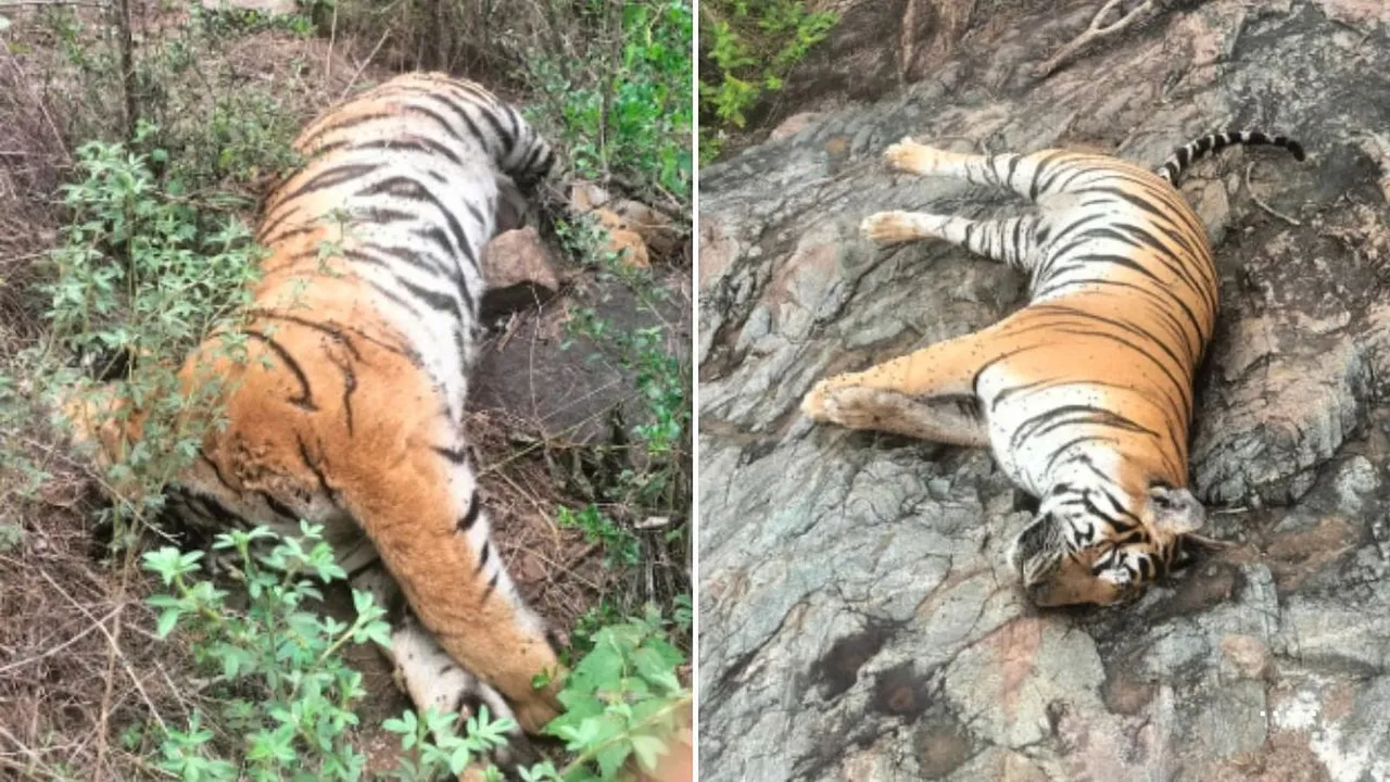 Death of five tigers Karnataka Sacntuary
