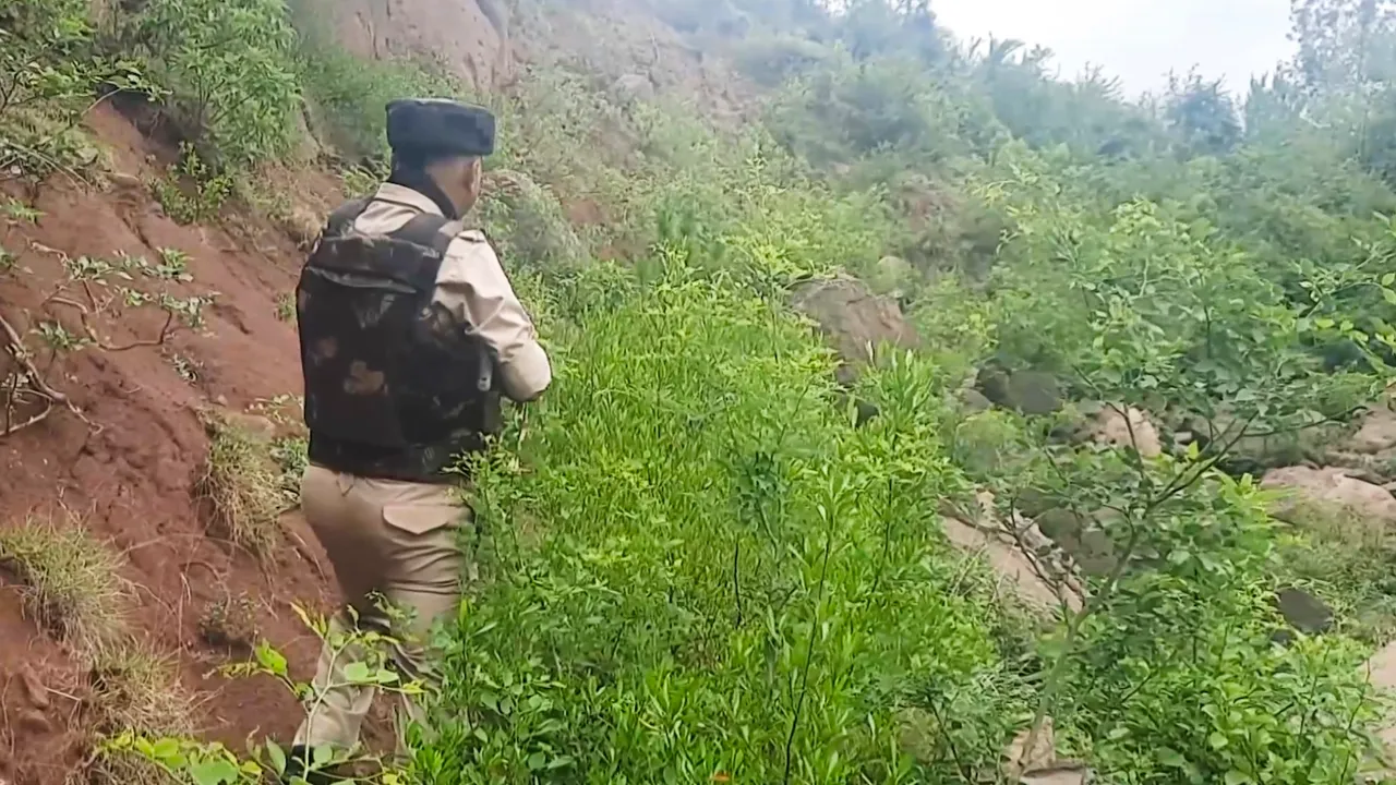 A security personnel during a search operation after an encounter broke out between security forces and terrorists in a remote forested area, in Jammu and Kashmir's Udhampur district, Thursday, June 26, 2025.