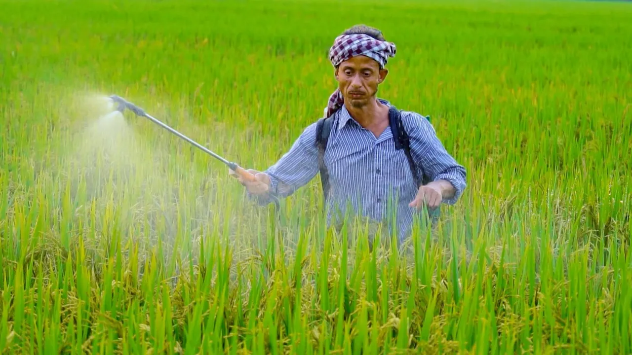 Agriculture PM Kisan Farmer Paddy