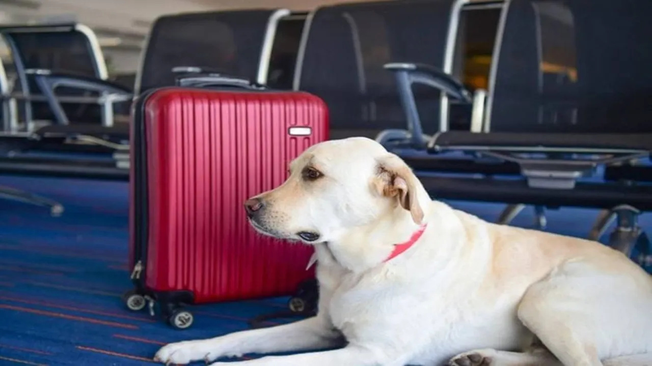 Dogs Travel with Dogs Pets Travel Dogs at Airport Dog Friendy Pet Friendly