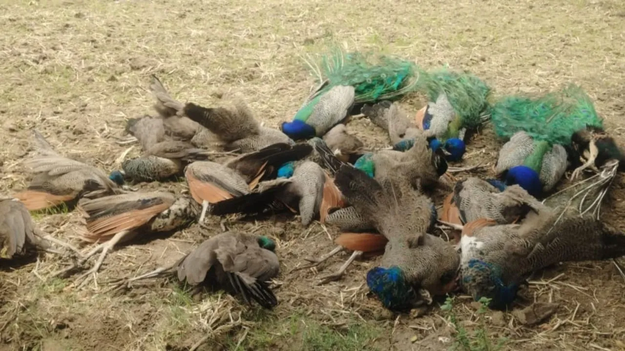 Tumakuru Peacock Death News