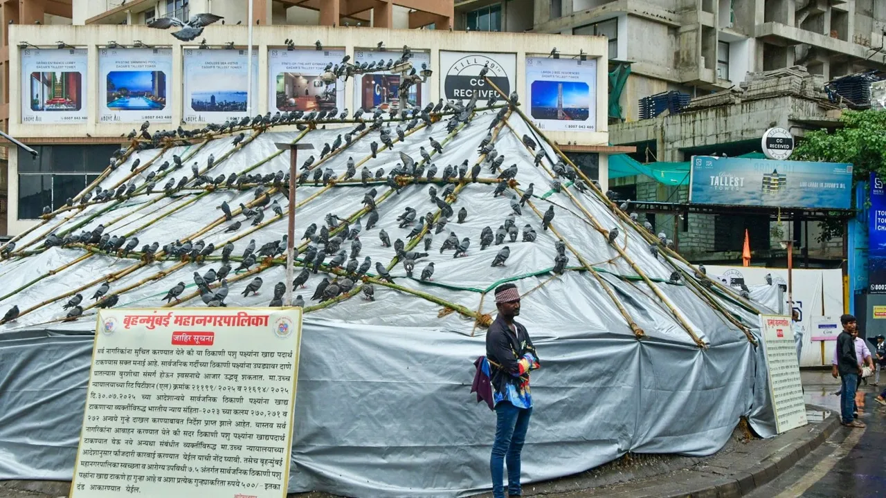 Kabutarkhana Ban in Mumbai Pigeon feeding ban