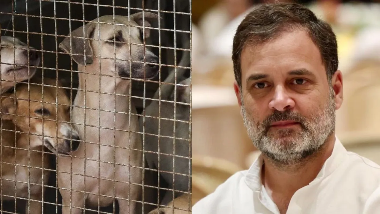 Rahul Gandhi Stray Dogs