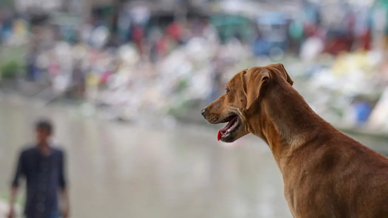 Stray Dogs Menace