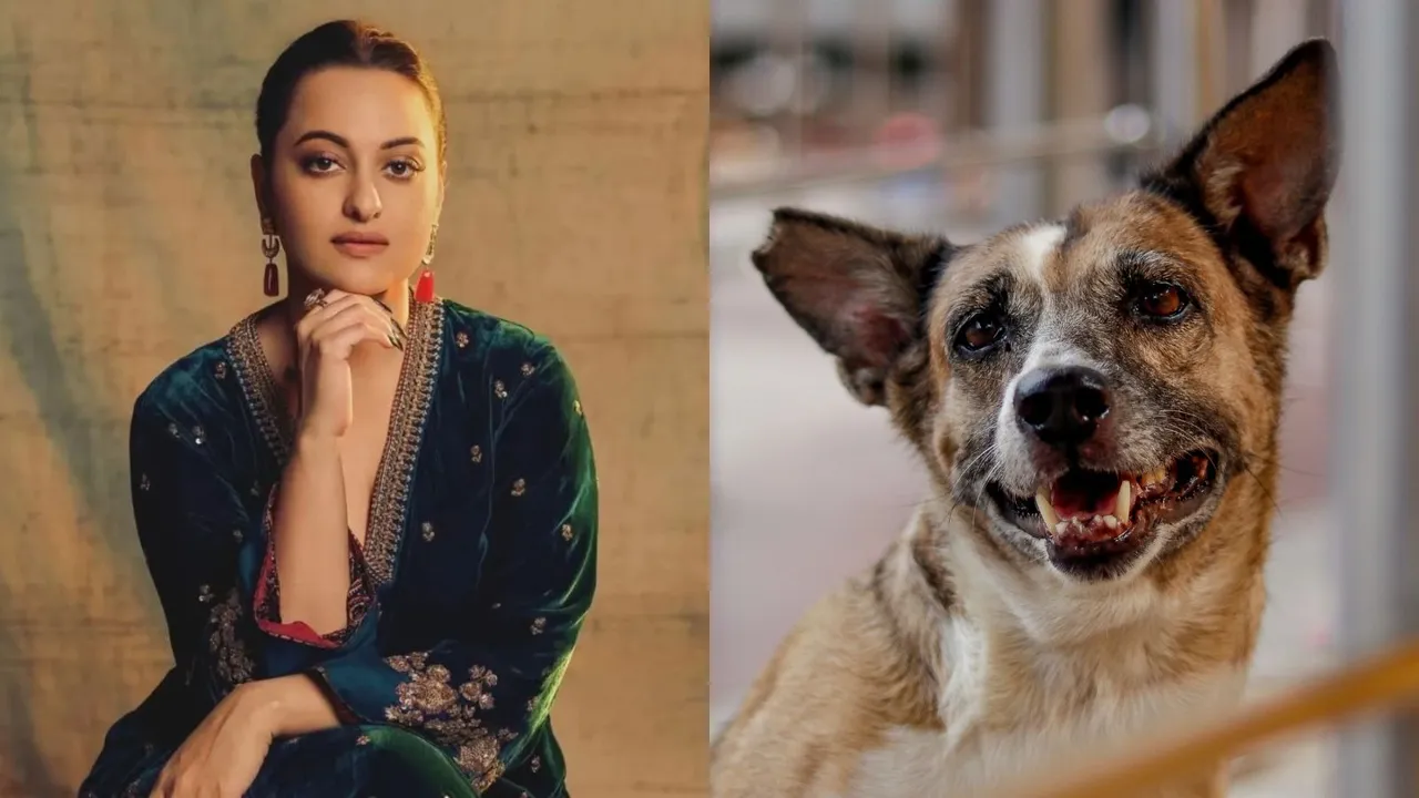 Sonakshi Sinha Stray Dogs
