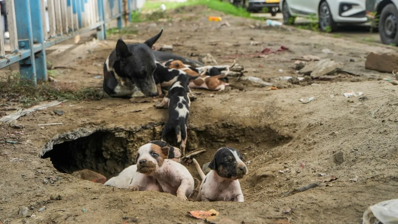 Stray Dogs