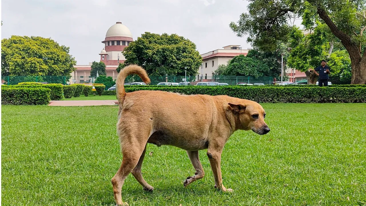 Supreme Court on Stray Dogs
