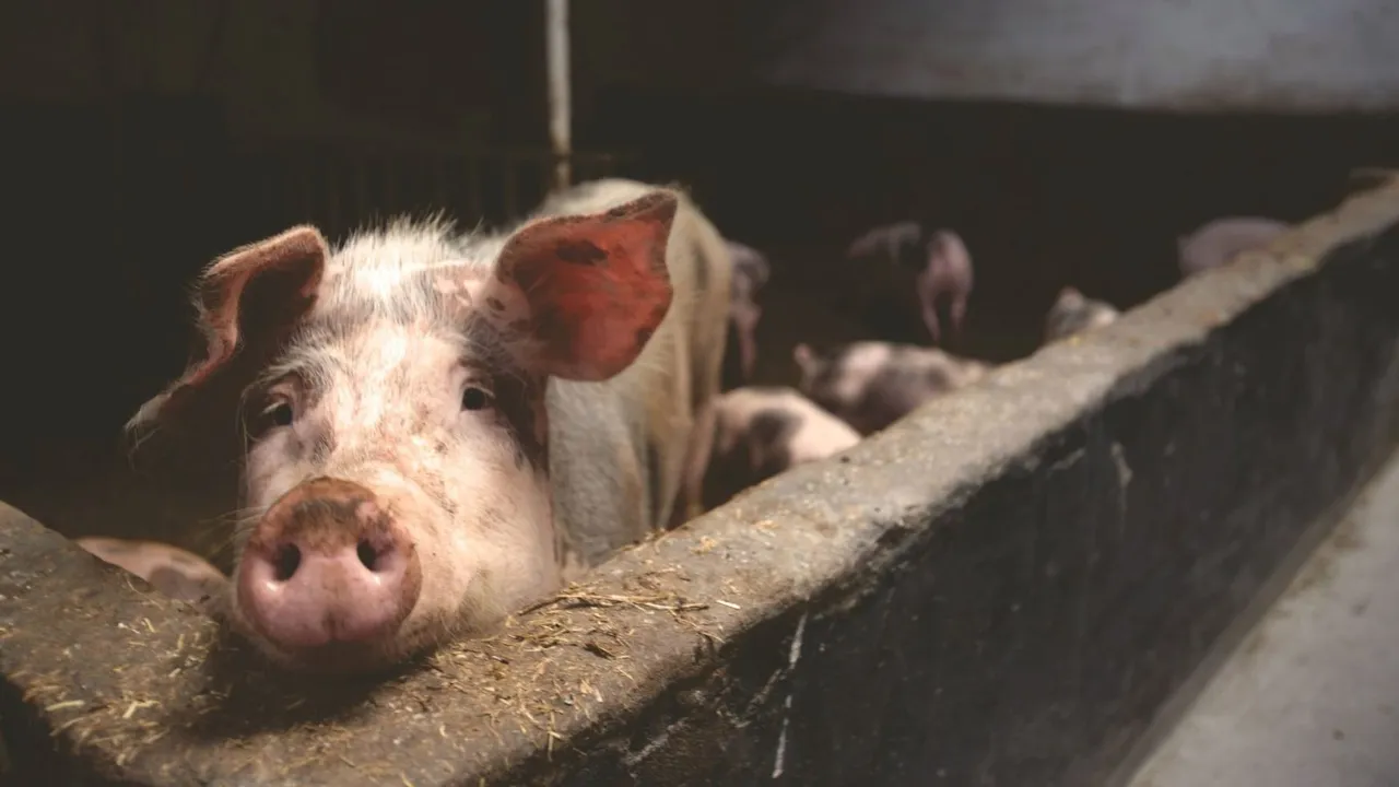 African Swine Fever Swine Flu