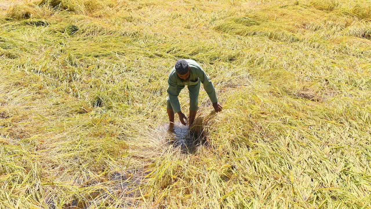 paddy kashmir
