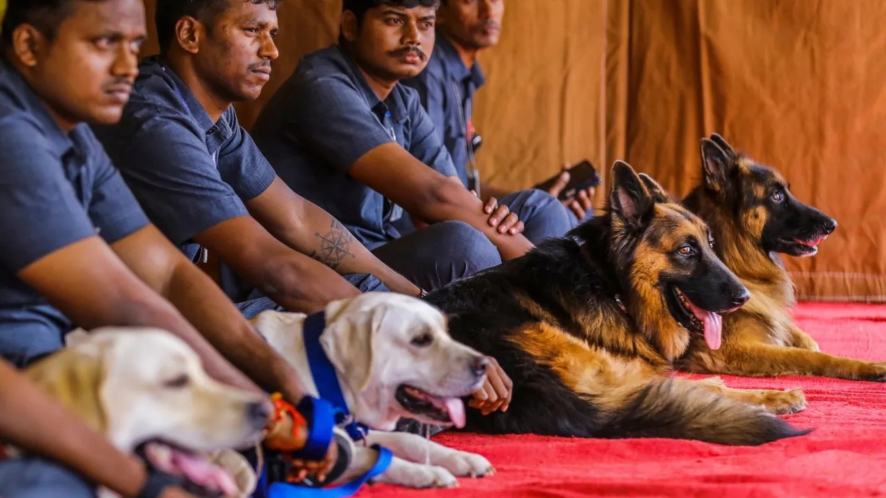 Police Dogs Security Dogs Army Dogs Canine K9