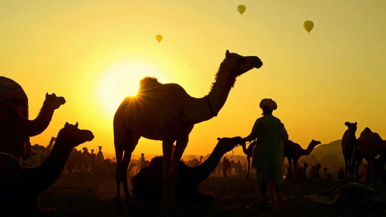 Pushkar Camel Fair Camels