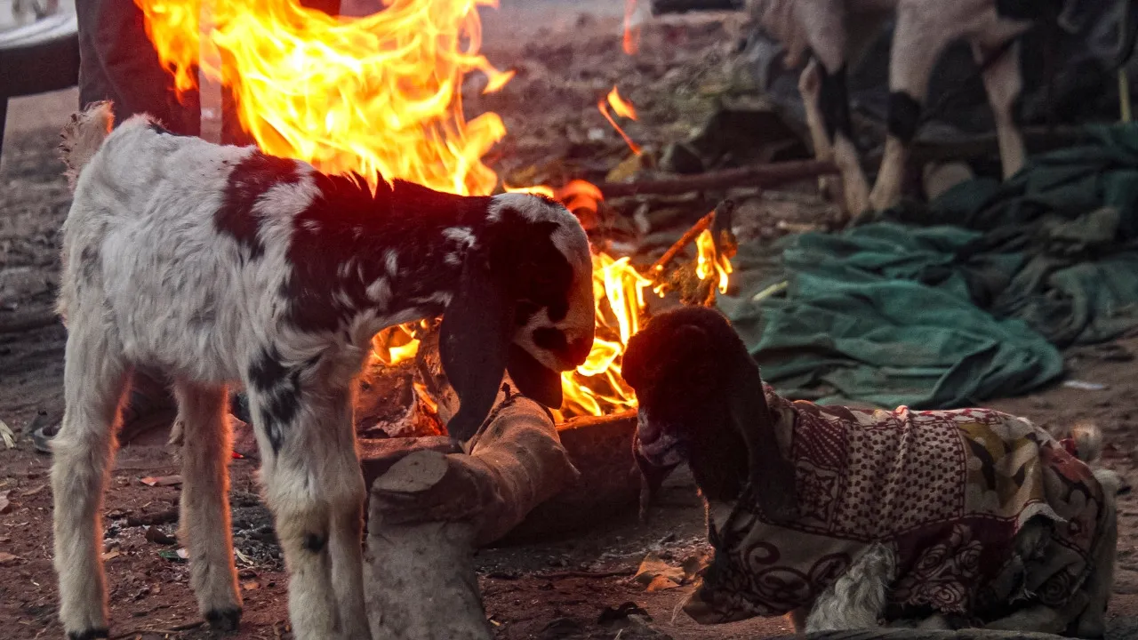 Goats huddle around a bonfire on a cold winter morning, in Gurugram, Saturday, Dec. 27, 2025.