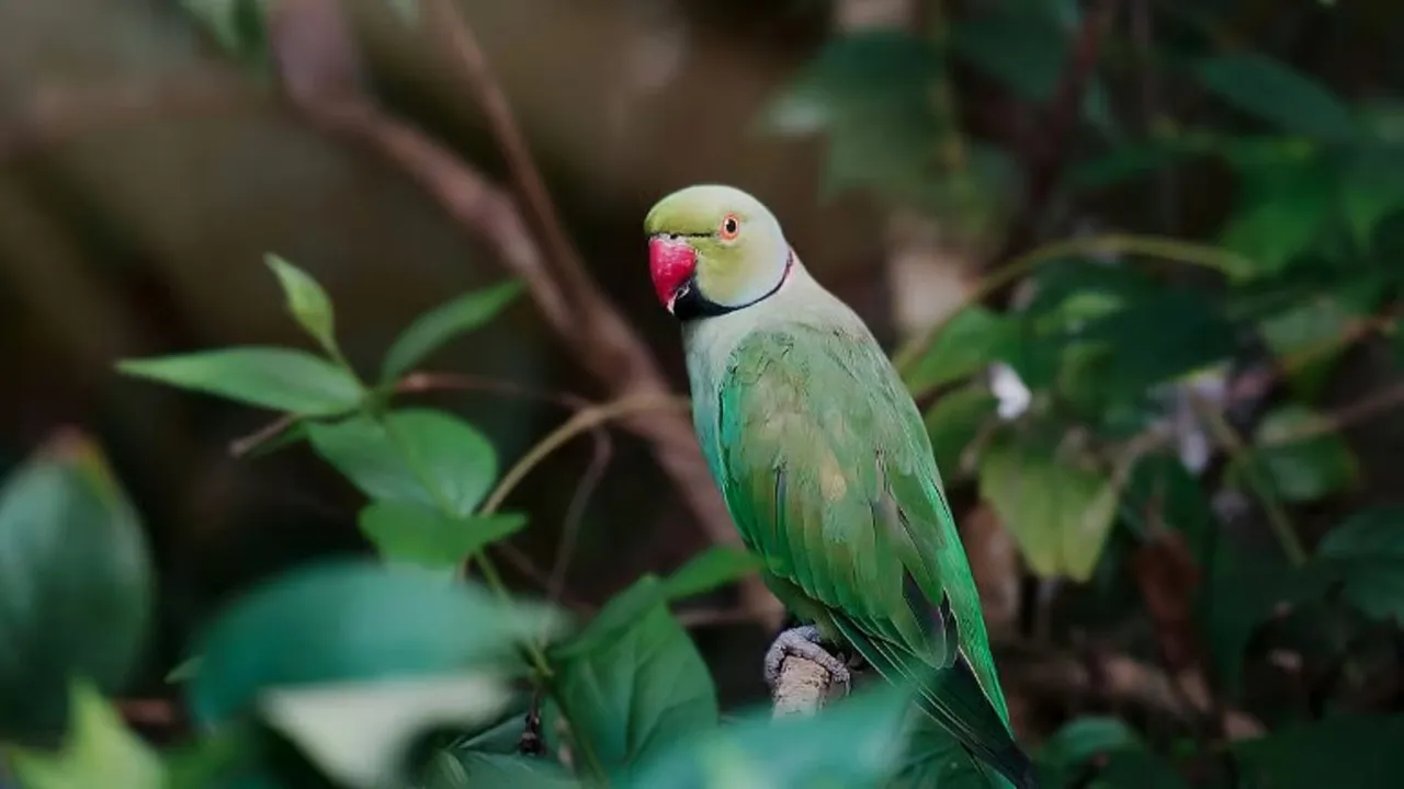 Khargone Parrots Death